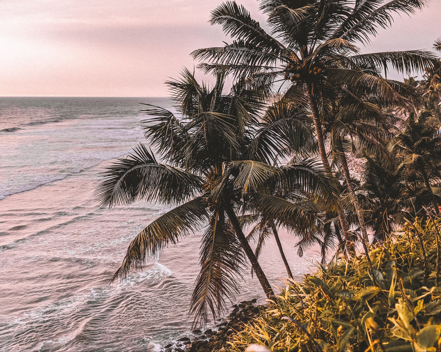 Palm trees on a cliff overlooking the ocean with a pinkish sky.